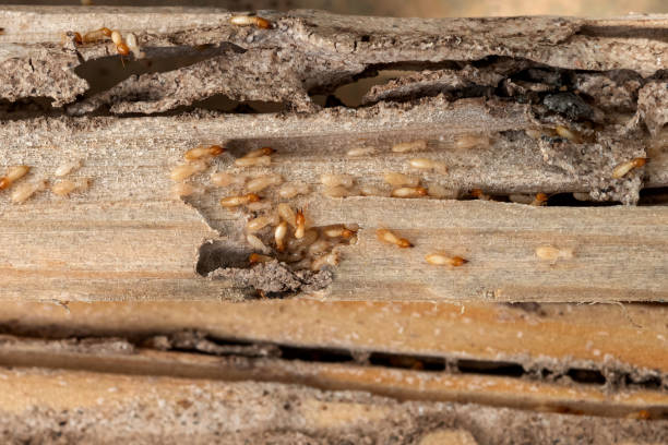 Best Ant Control Services  in Beverly Hills, FL